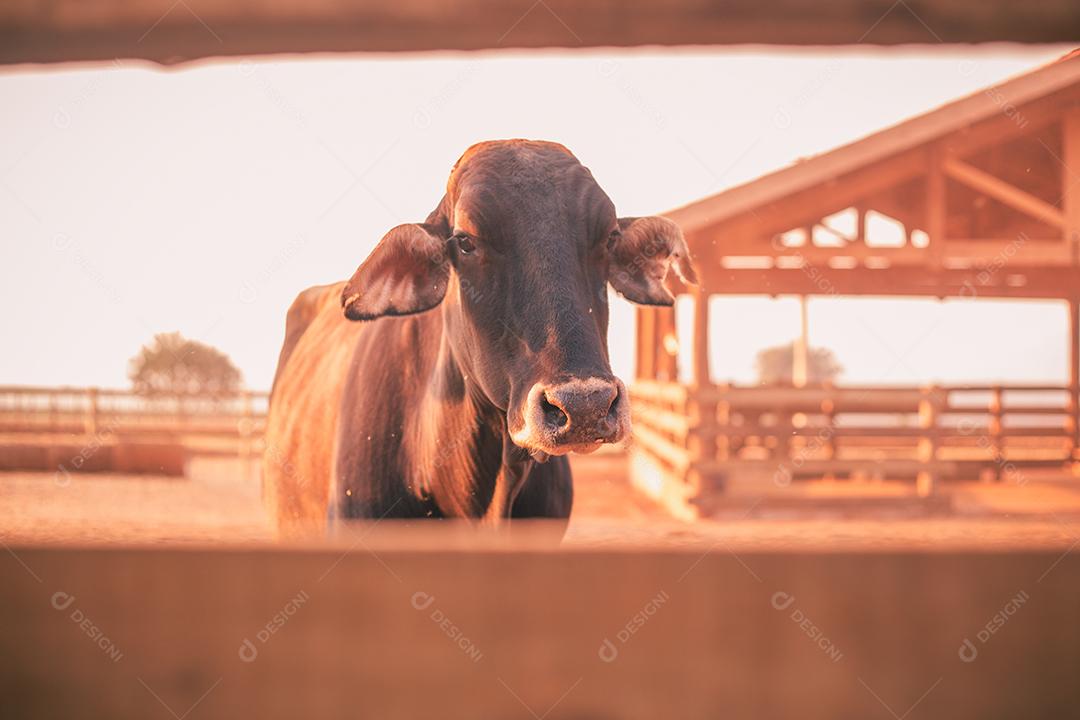 gado e vacas na fazenda. BOI