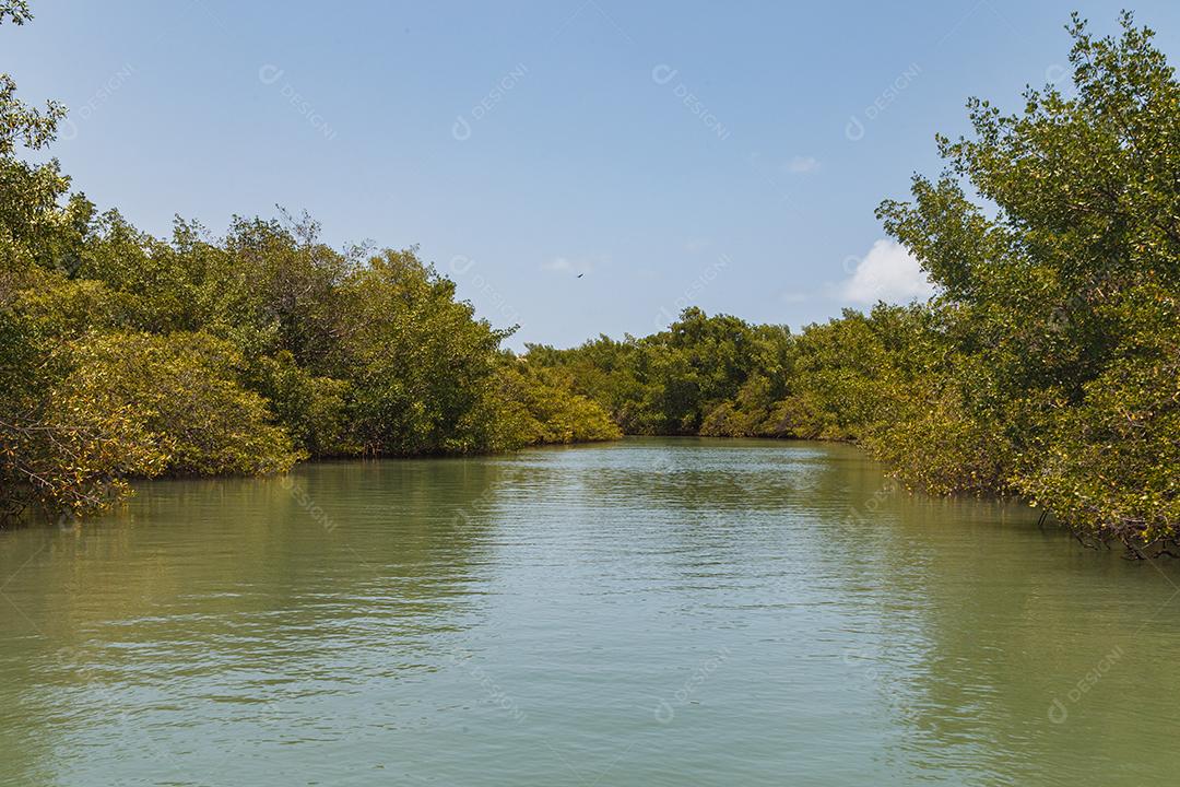 foto do mangue. Mangue. Criação de caranguejo
