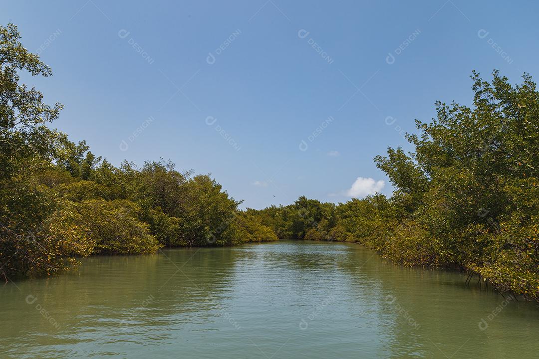 foto do mangue. Mangue. Criação de caranguejo