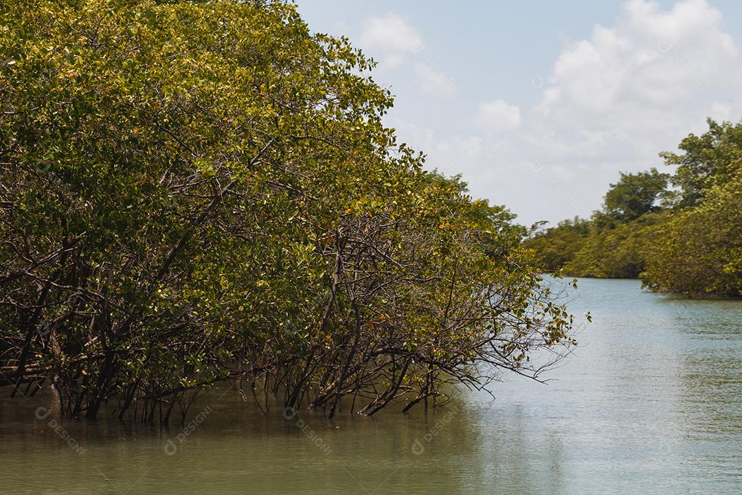 foto do mangue. Mangue. Criação de caranguejo
