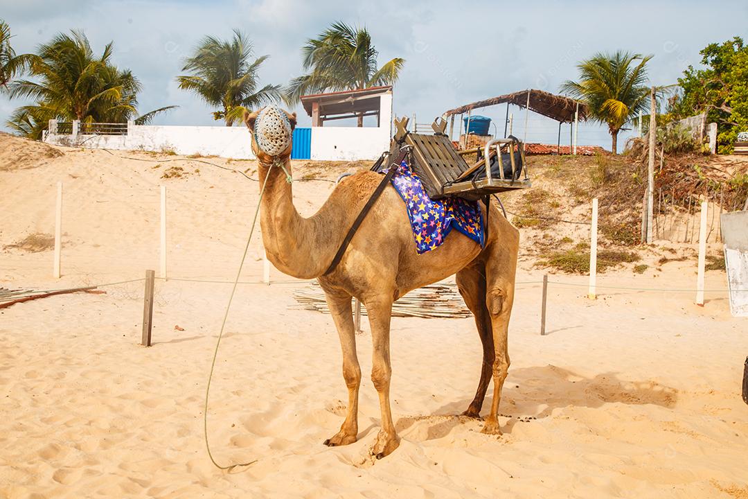 Dromedário em Natal no Rio Grande do Norte, utilizado para caminhadas nas dunas de Genipabu, passeios durante as férias