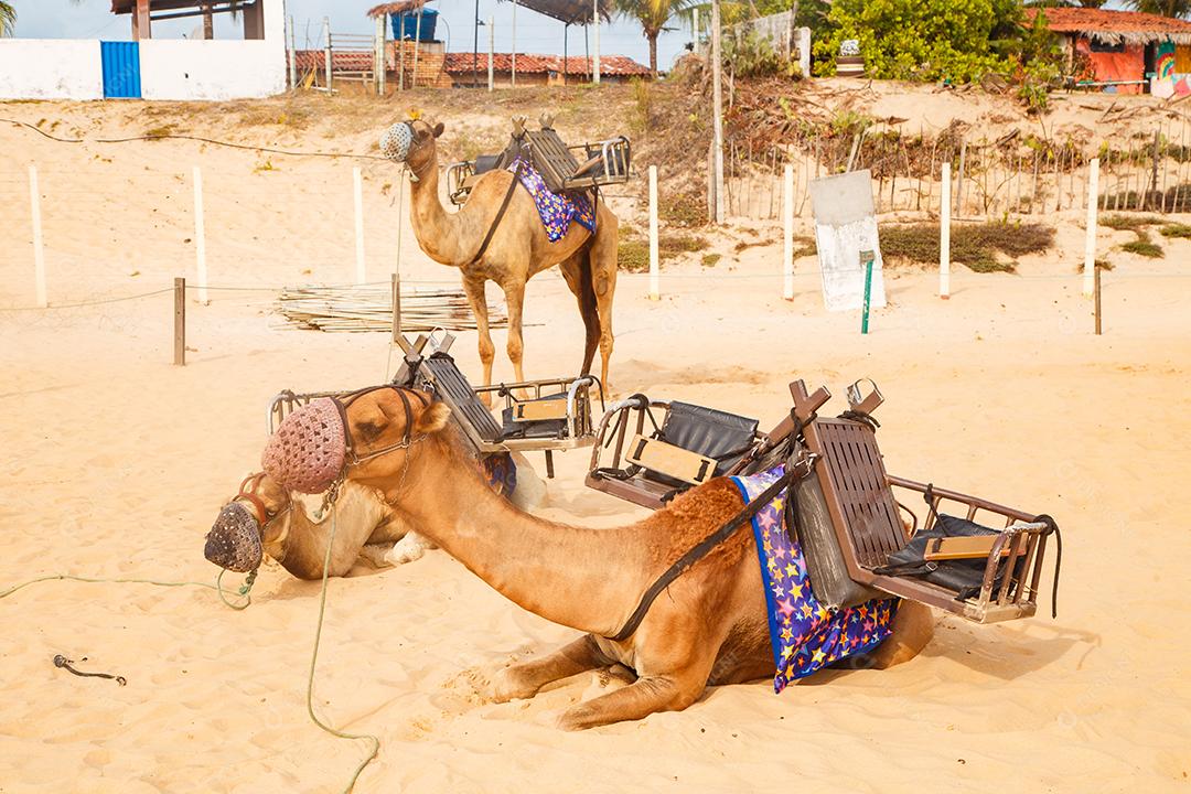 Dromedário em Natal no Rio Grande do Norte, utilizado para caminhadas nas dunas de Genipabu, passeios durante as férias