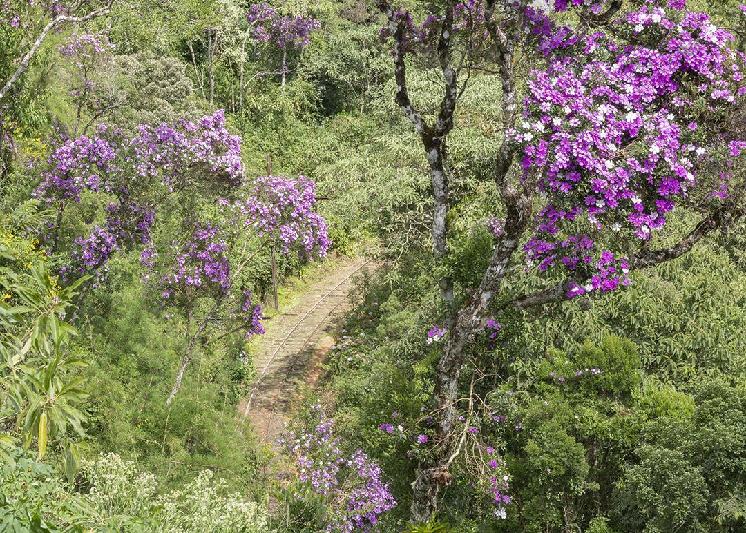 Ferrovia no meio de uma floresta tropical com flores coloridas no Brasil.