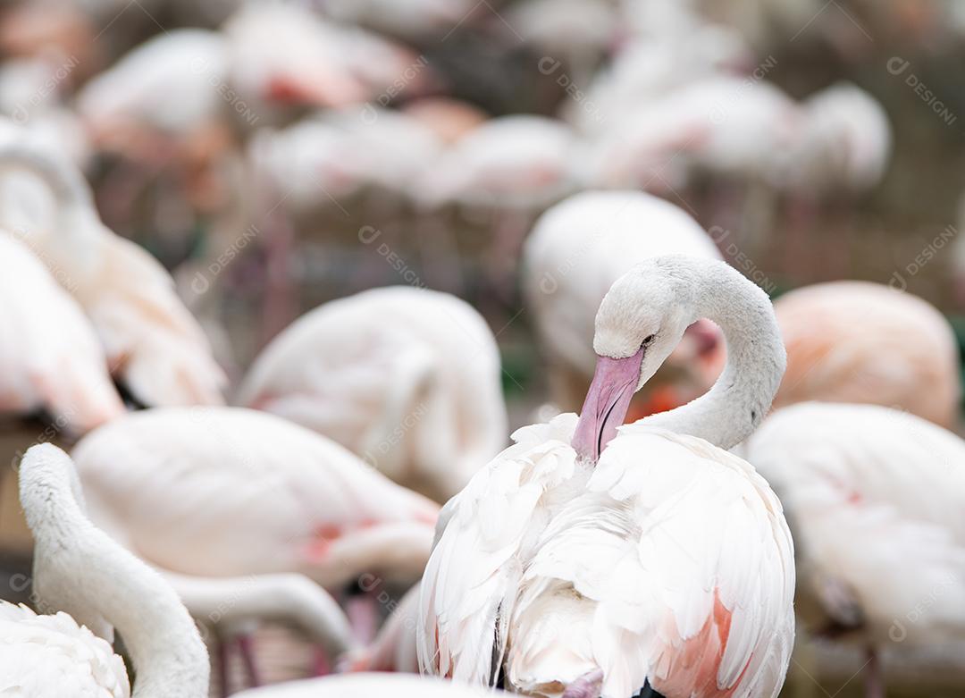 Grupo de flamingos laranja na América do Sul.