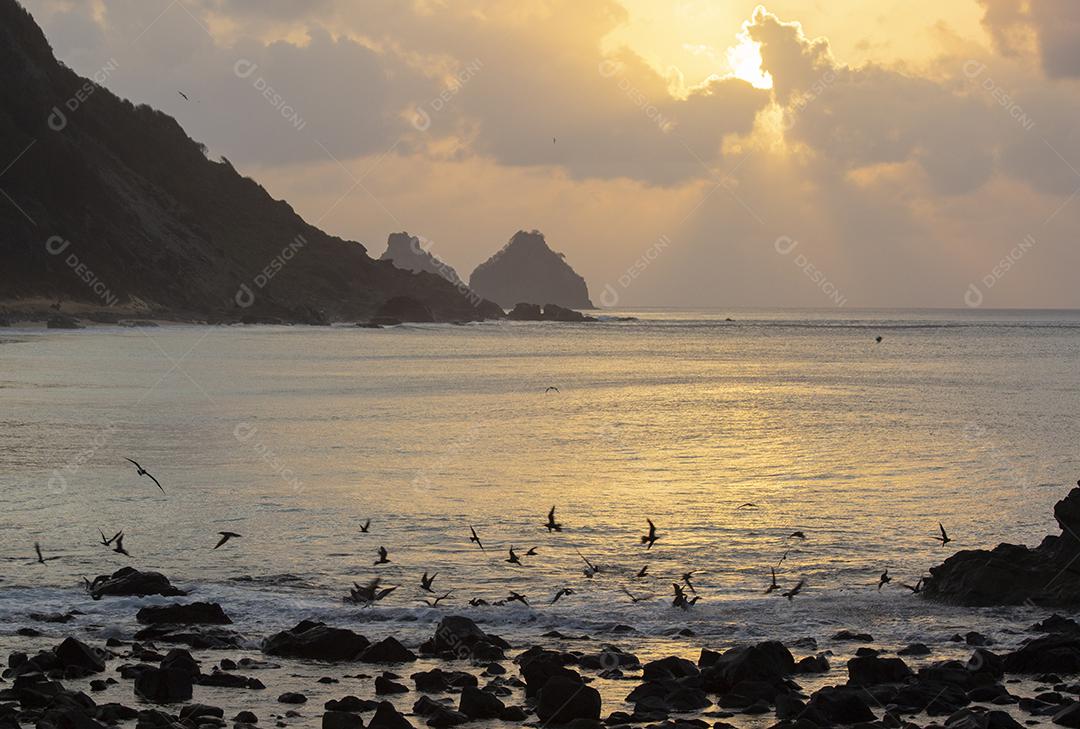 Aves marinhas voando ao pôr do sol na praia da ilha de Fernando de Noronha, Brasil.