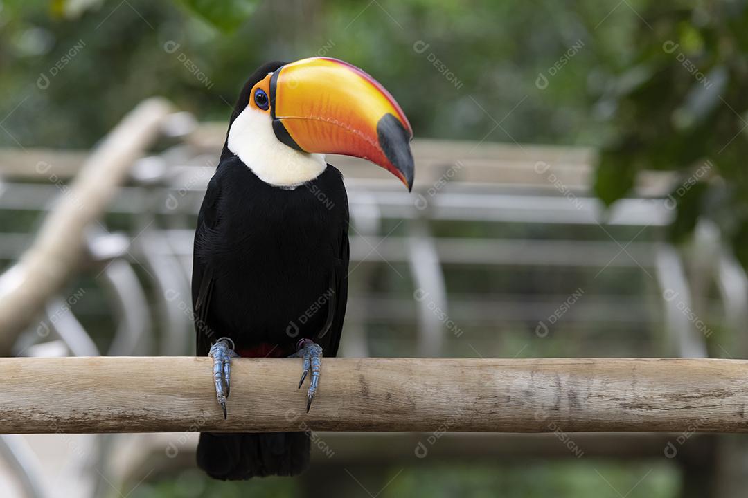 Toco-tucano em um parque na América do Sul.