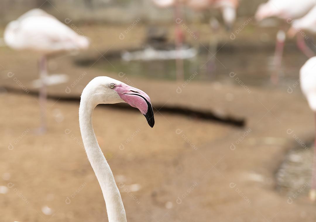 Retrato de um flamingo laranja na América do Sul.