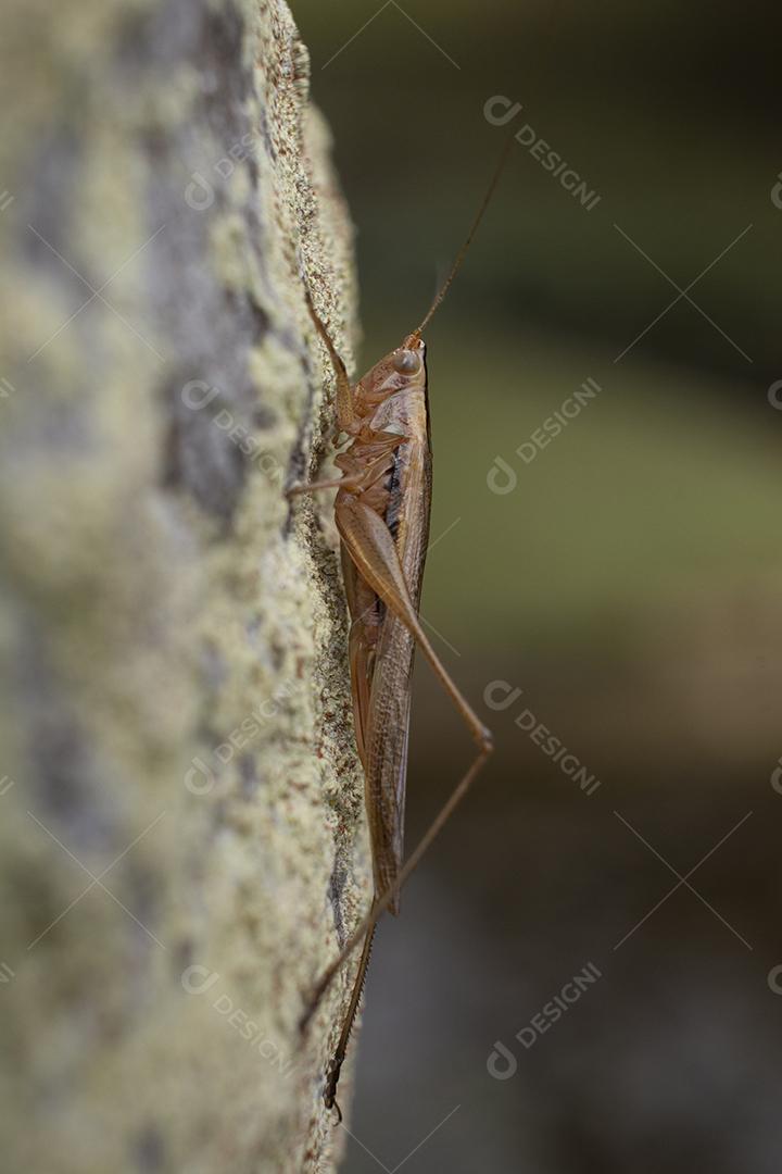 Grilo pendurado em um tronco de árvore.