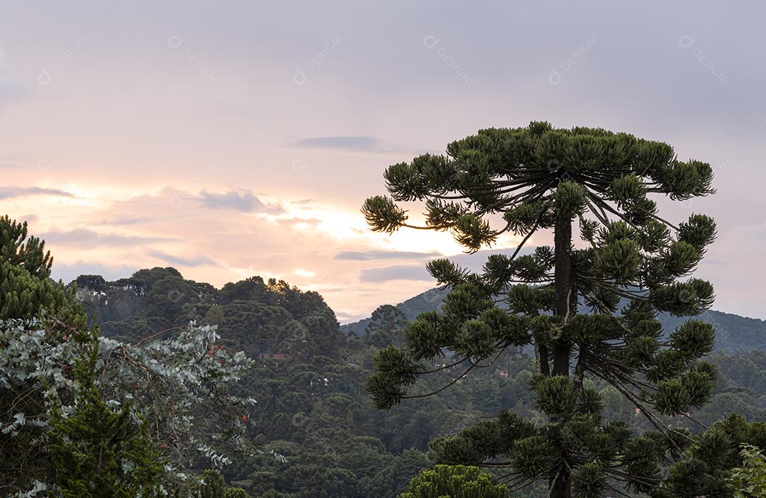 Pinheiros ao pôr do sol nas montanhas do sudeste do Brasil.