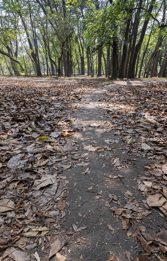 Caminho pelas folhas caídas em um parque.