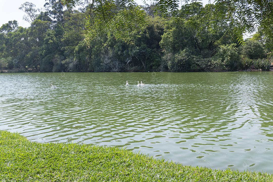 Lago, árvores e ganso em um parque no Brasil.