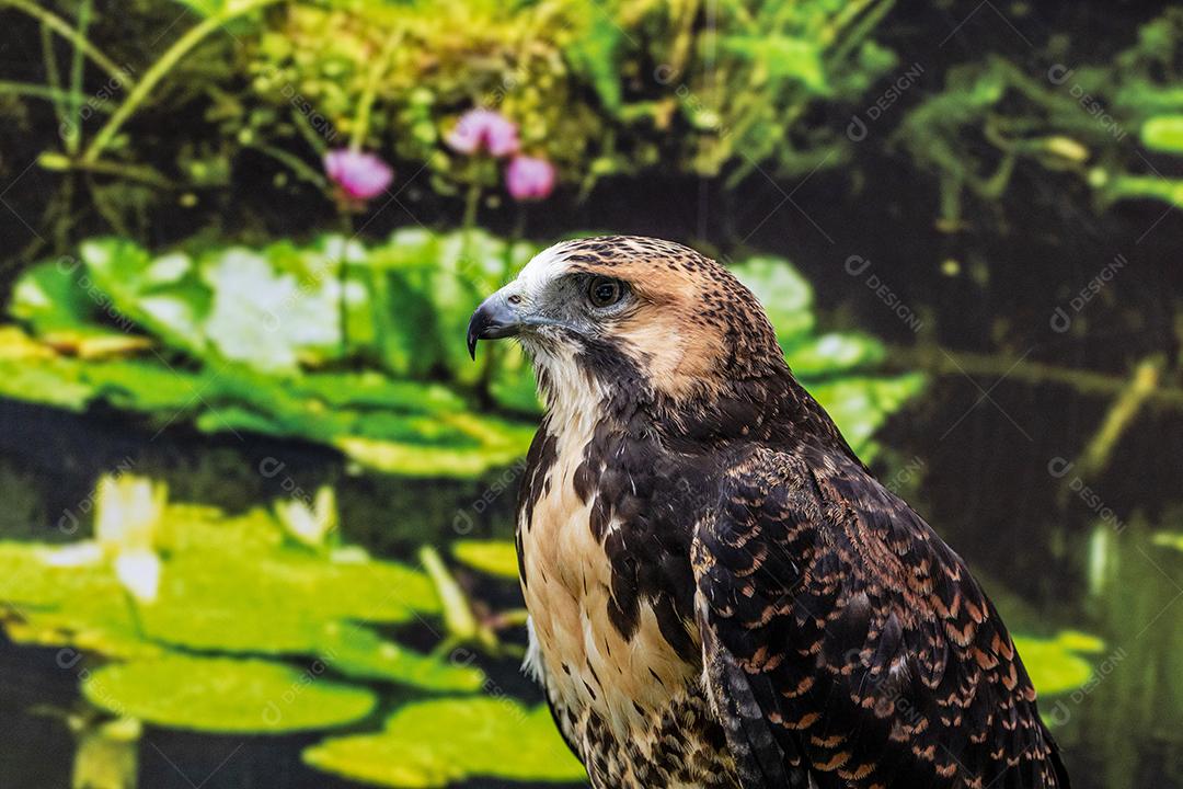 falcão de cauda vermelha