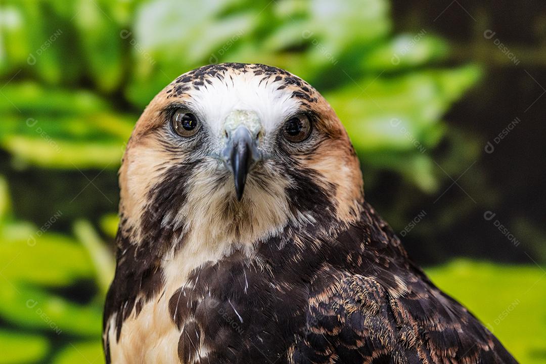 O falcão de cauda vermelha é um grande falcão com asas largas.