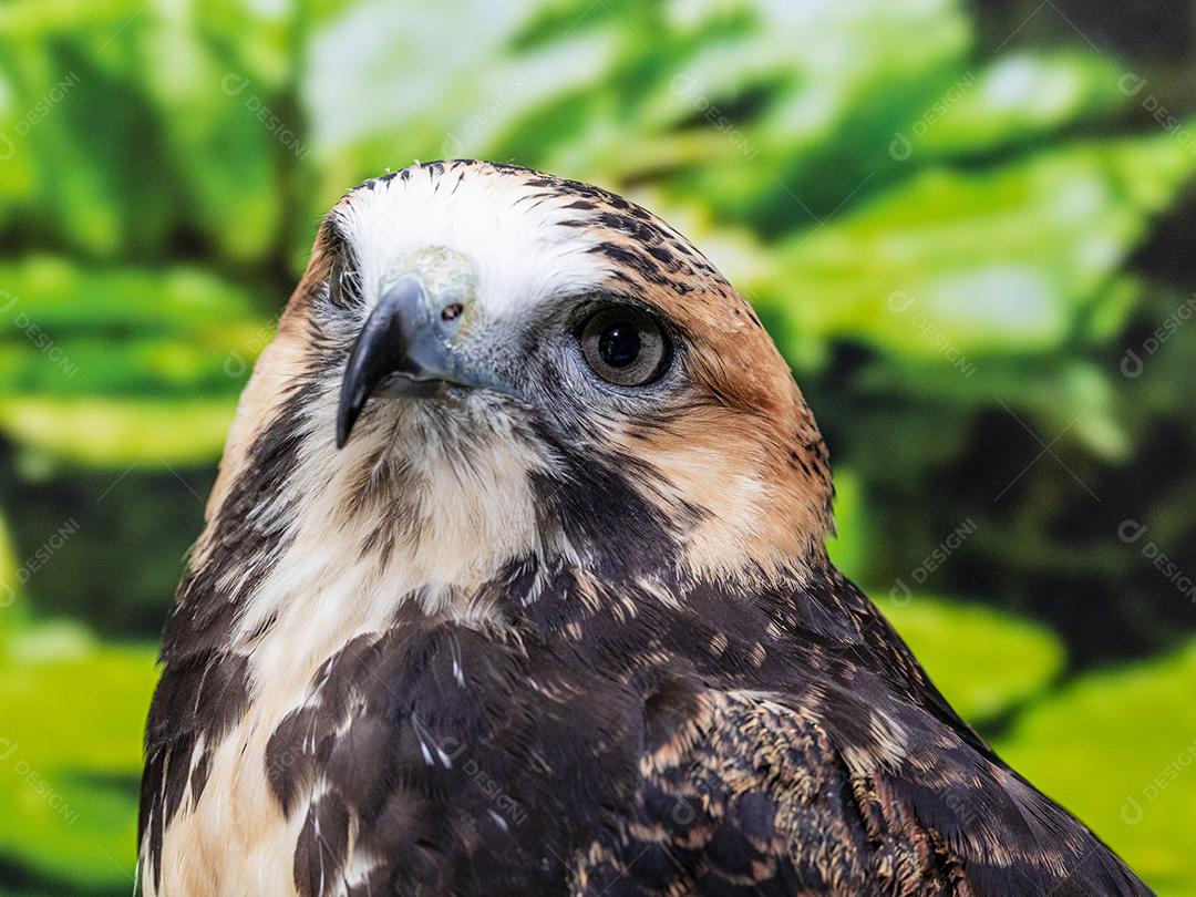 Falcão de cauda vermelha