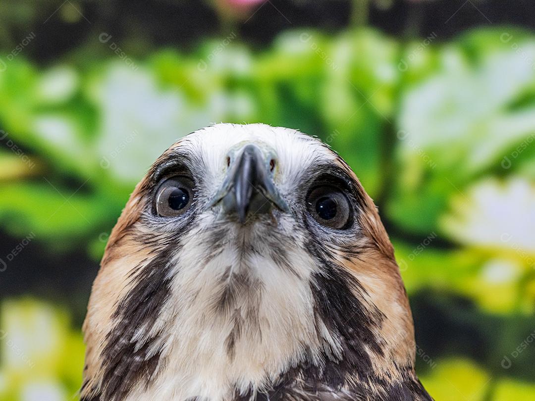 Falcão de cauda vermelha
