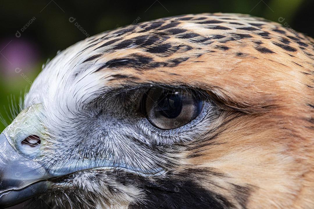 Falcão Vermelho-atado, jamaicensis do Buteo, pássaro da ave de rapina de rapina norte-americano Feche acima do perfil do portrailt do bico, penas, olho O juvenil doente vermelho-atou o falcão escolhido pelo controle animal Walton County, Monroe, Geórg