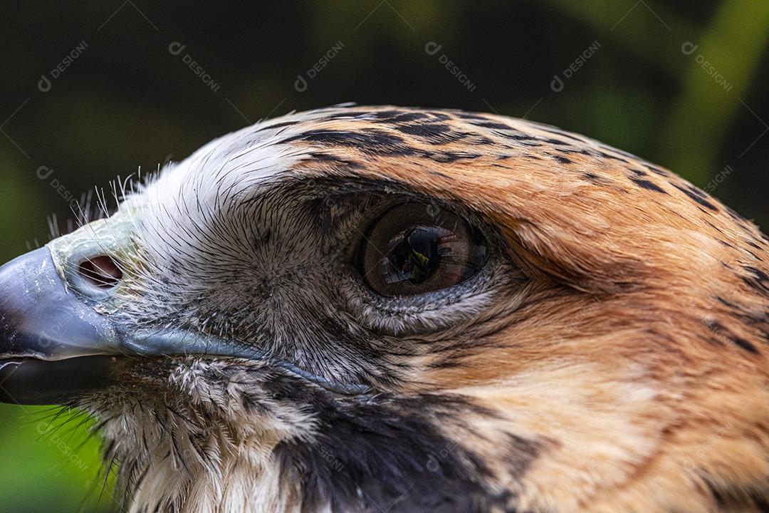 Falcão de cauda vermelha