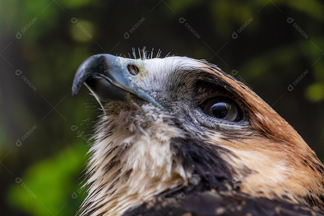 Falcão de cauda vermelha