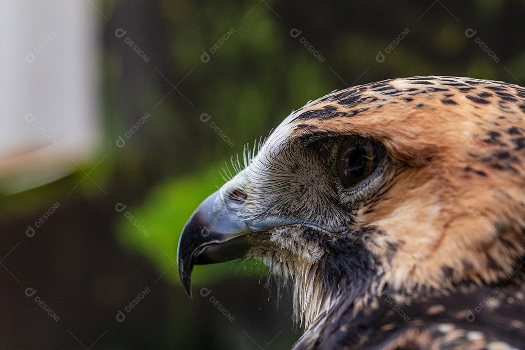Falcão de cauda vermelha