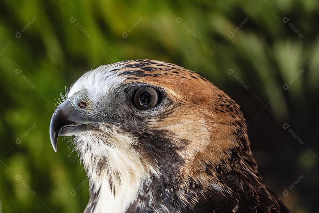 Falcão de cauda vermelha