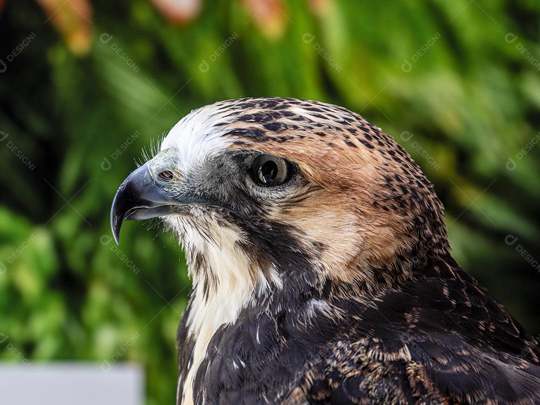 Falcão de cauda vermelha