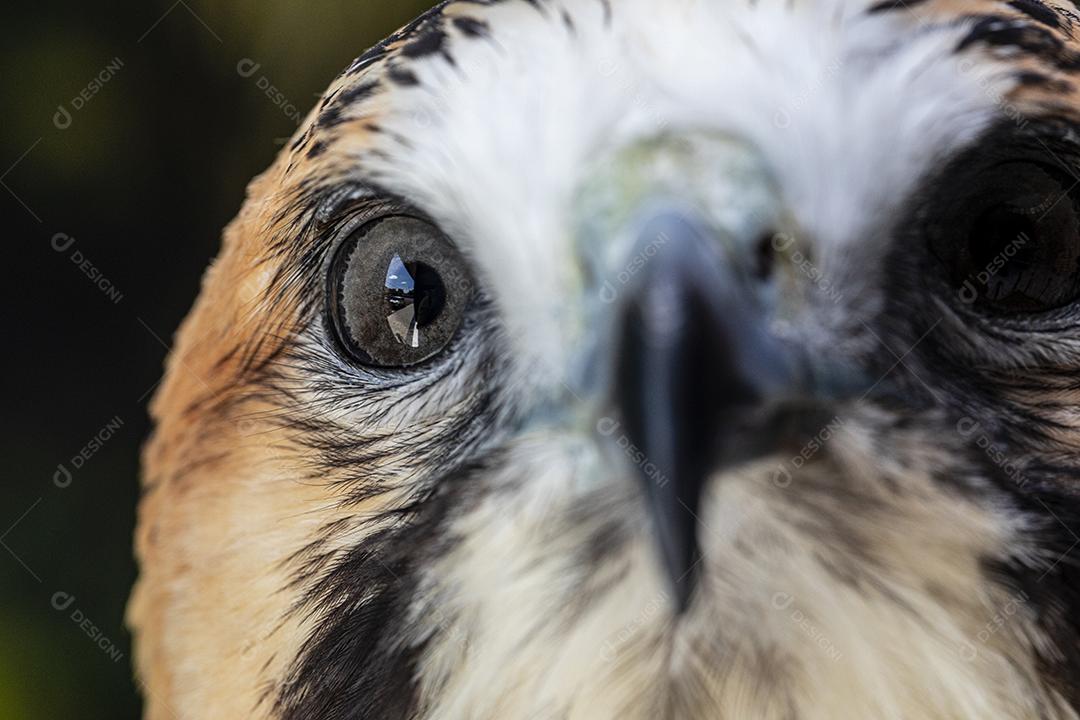 Falcão de cauda vermelha