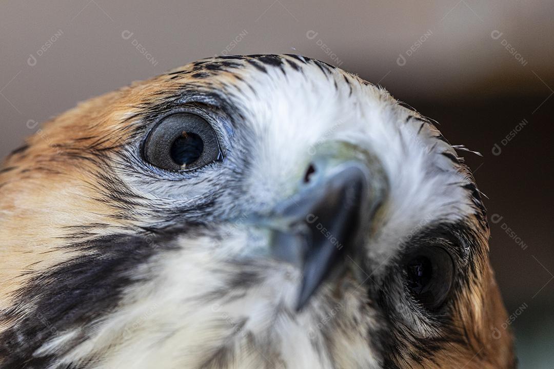 Falcão de cauda vermelha