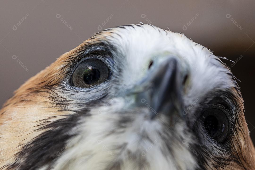 Falcão de cauda vermelha