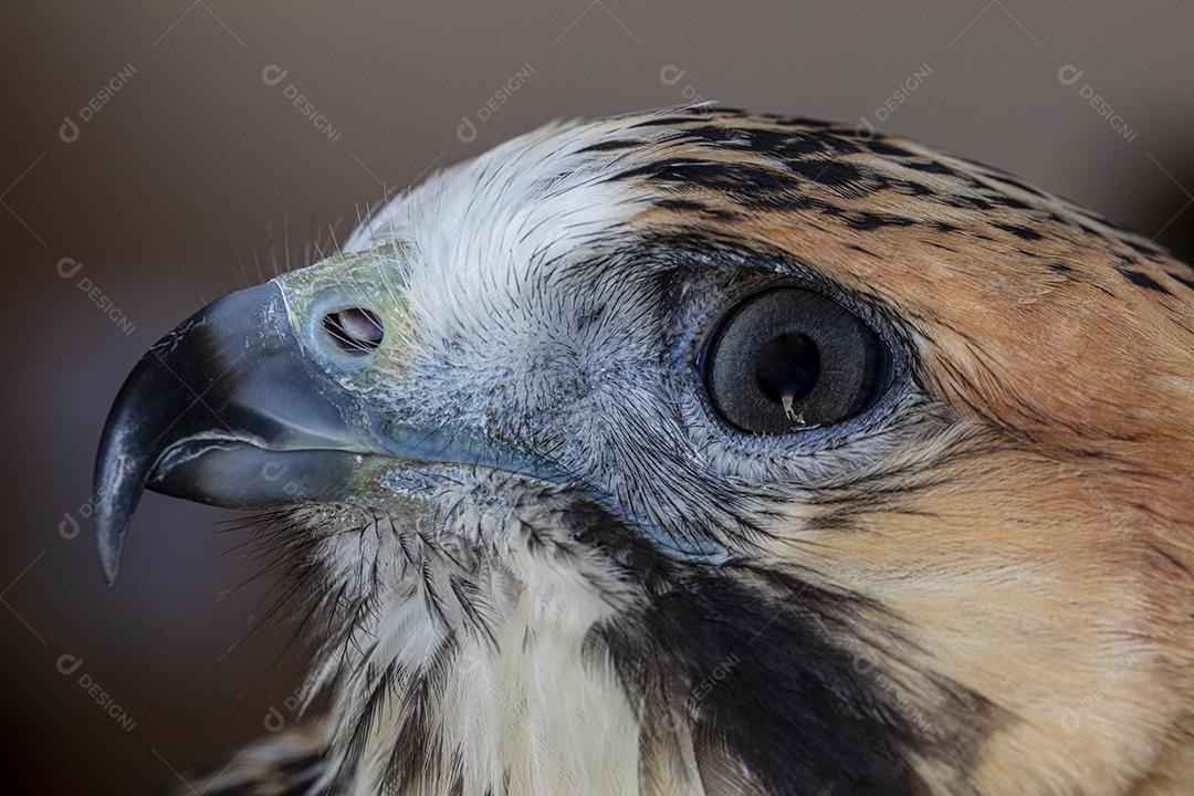 Falcão de cauda vermelha