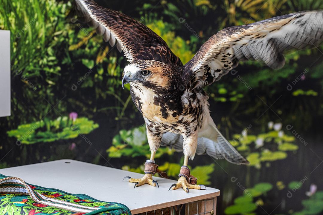 Falcão de cauda vermelha