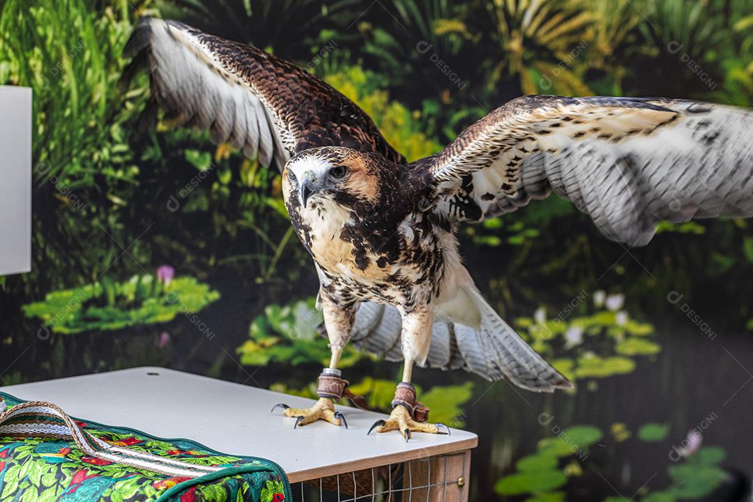 Falcão de cauda vermelha