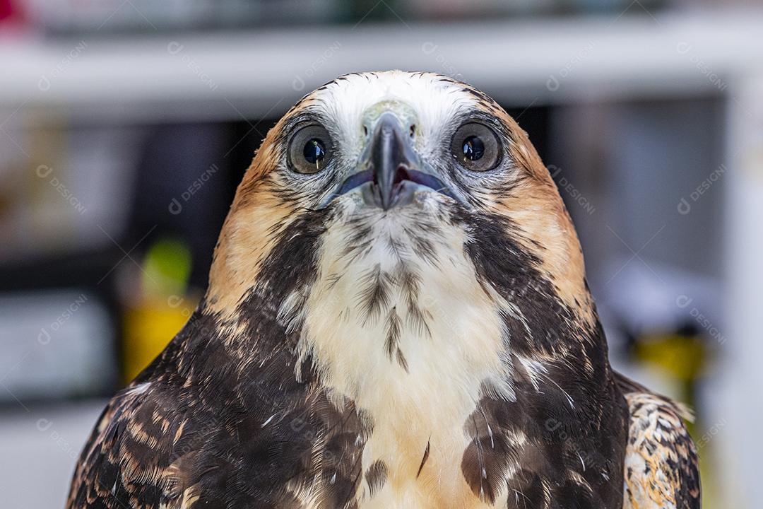 Falcão de cauda vermelha