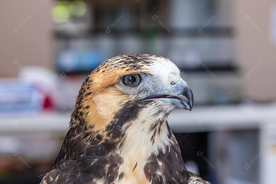 Falcão de cauda vermelha