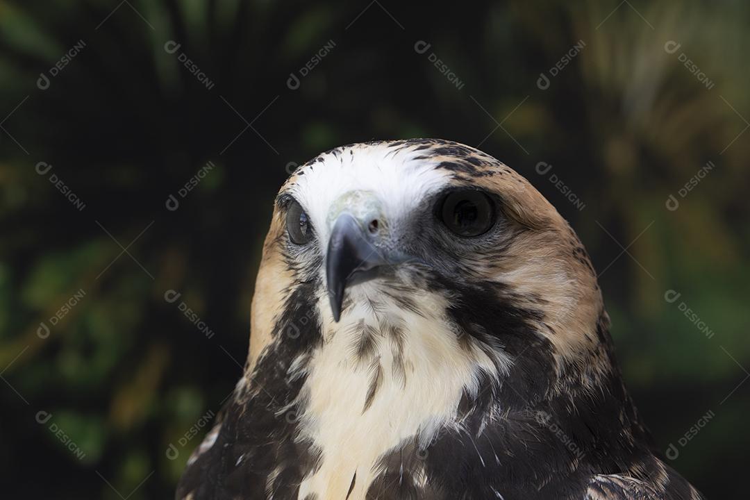 Falcão de cauda vermelha
