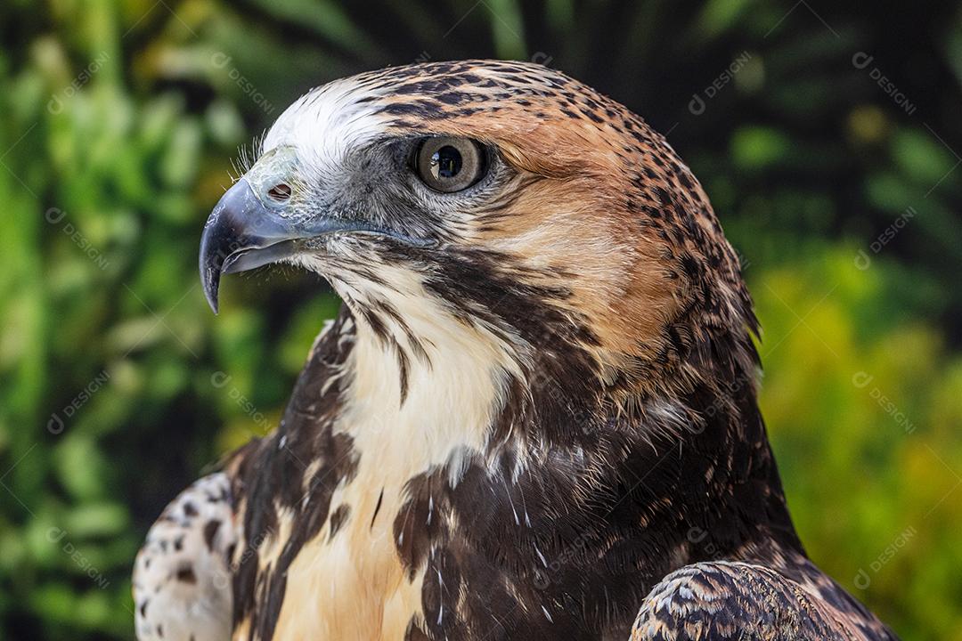 Falcão de cauda vermelha