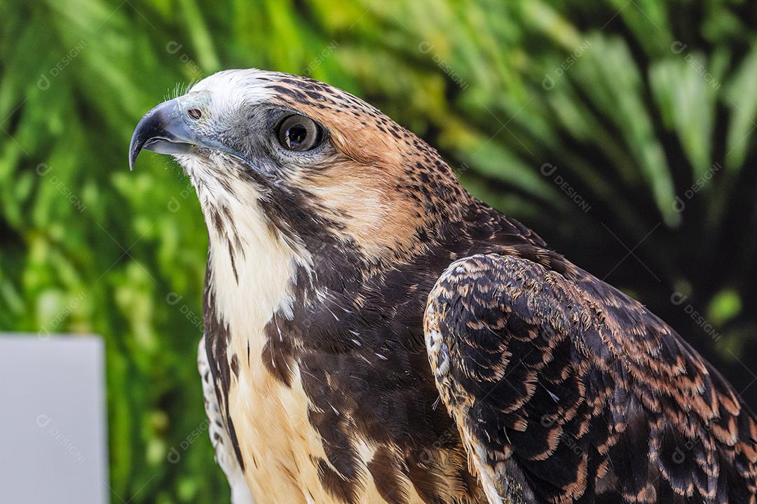 Falcão de cauda vermelha