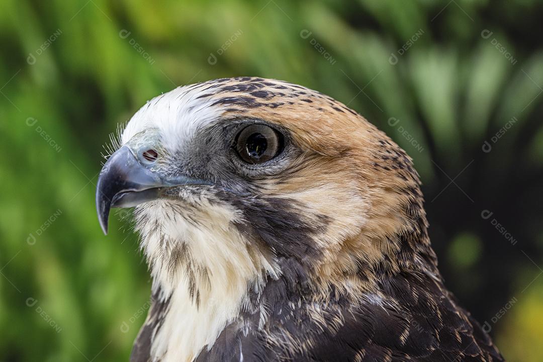 falcão de cauda vermelha