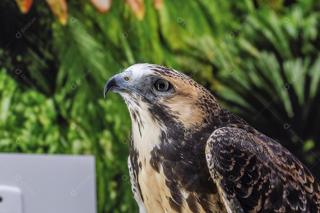 falcão de cauda vermelha