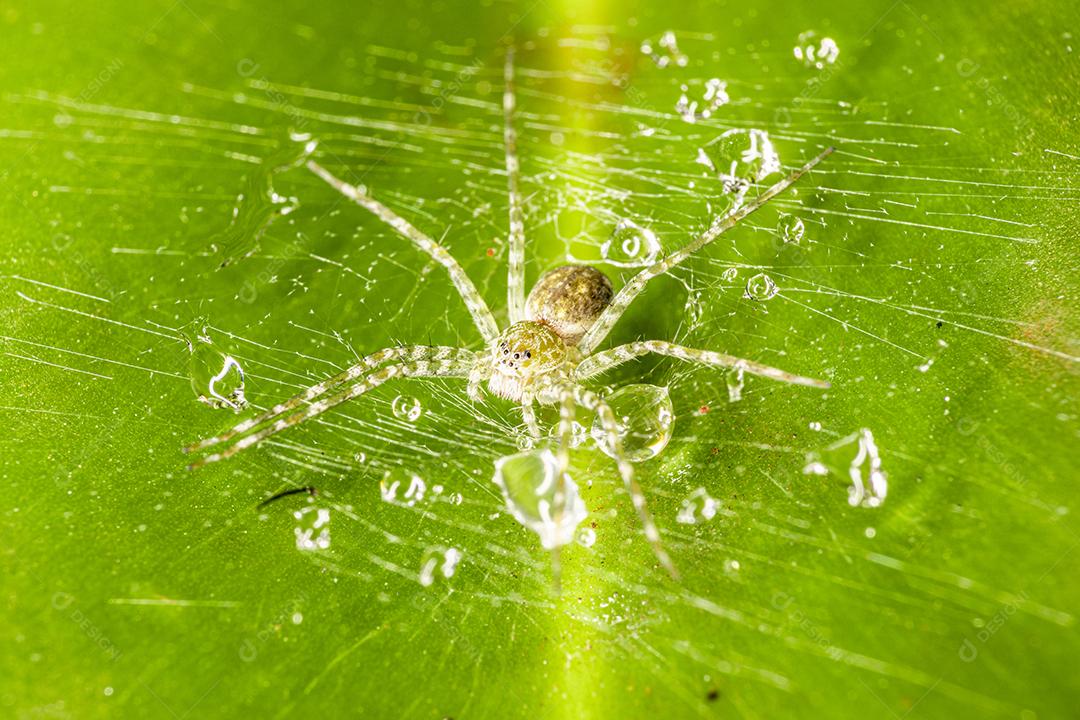 aranha sobre teia com paisagem verde,imagem fotografica