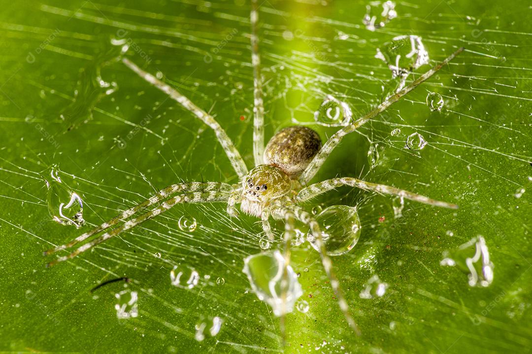 aranha sobre teia com paisagem verde,imagem fotografica