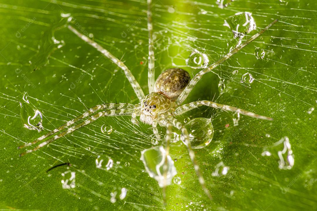 A harpia (Harpia harpyja) com bokeh verde da natureza como volta