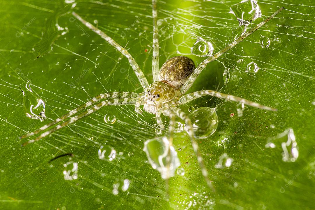 aranha sobre teia com paisagem verde,imagem fotografica