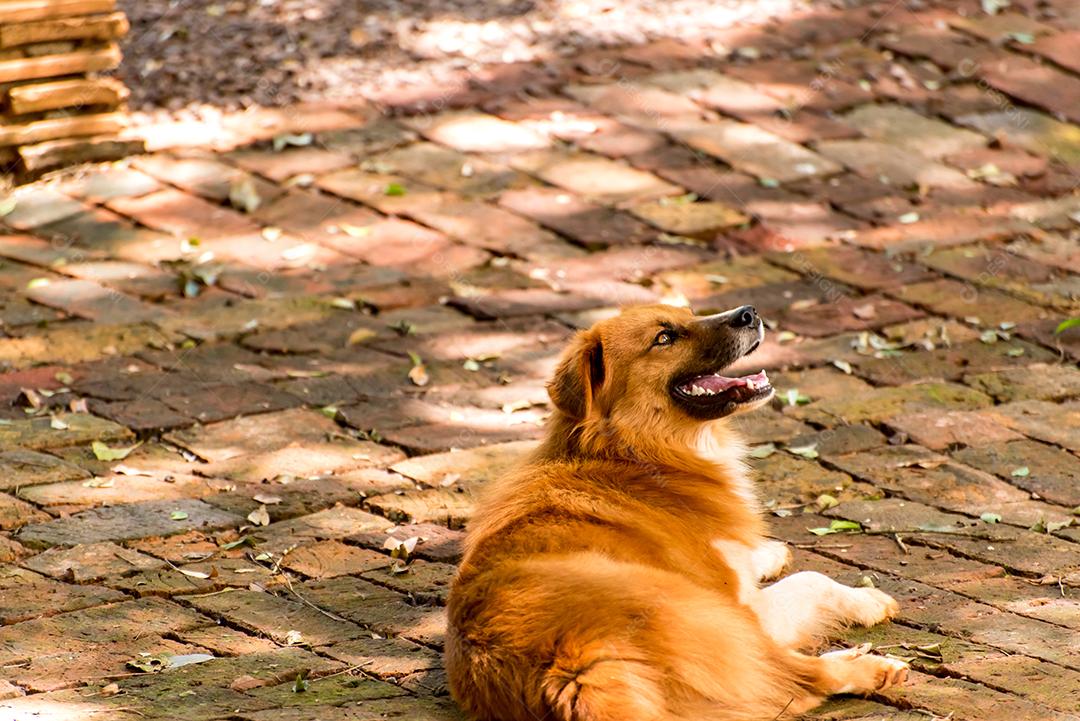 Vira-lata cor de caramelo deitado no quintal.