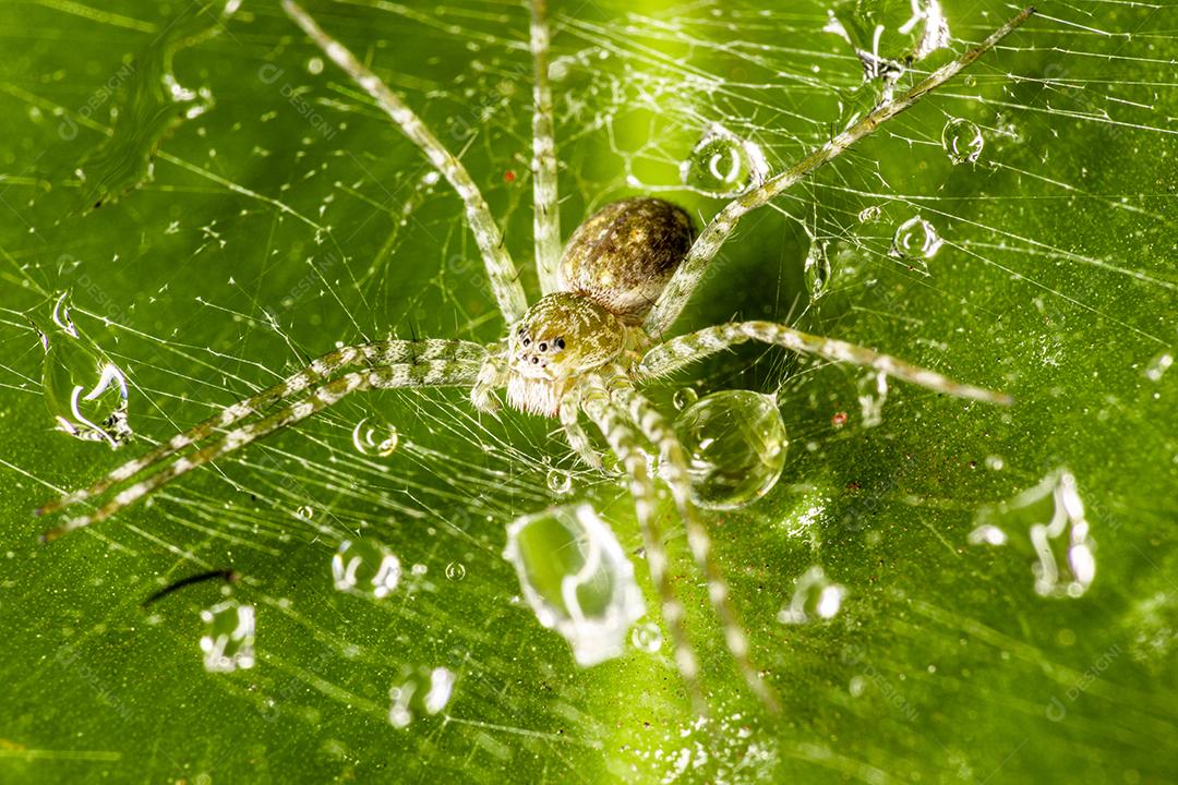 A harpia (Harpia harpyja) com bokeh verde da natureza como volta