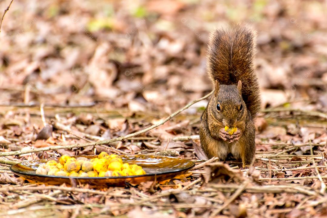 Esquilo vermelho comendo frutas amarelas no Brasil.