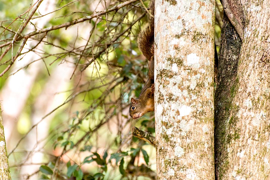 Esquilo vermelho escondido atrás de uma árvore no Brasil.