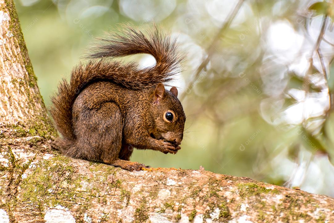 Esquilo vermelho em uma árvore comendo sementes de frutas.