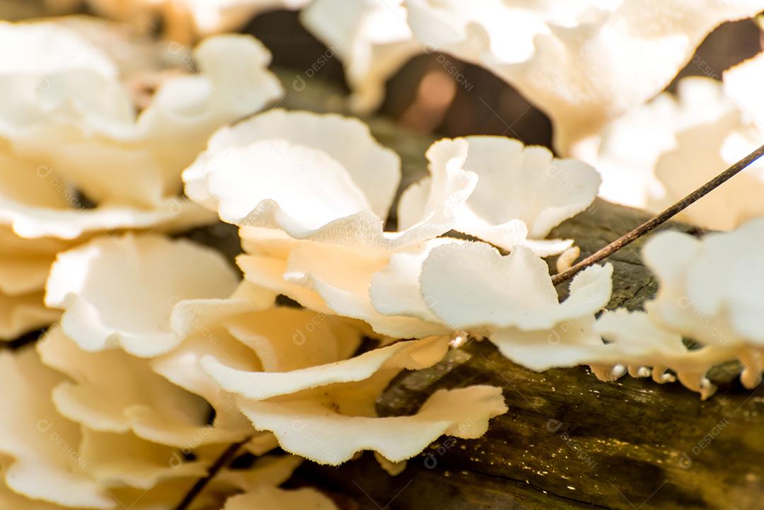 Fungo branco (cogumelos) em troncos de árvores no Brasil.