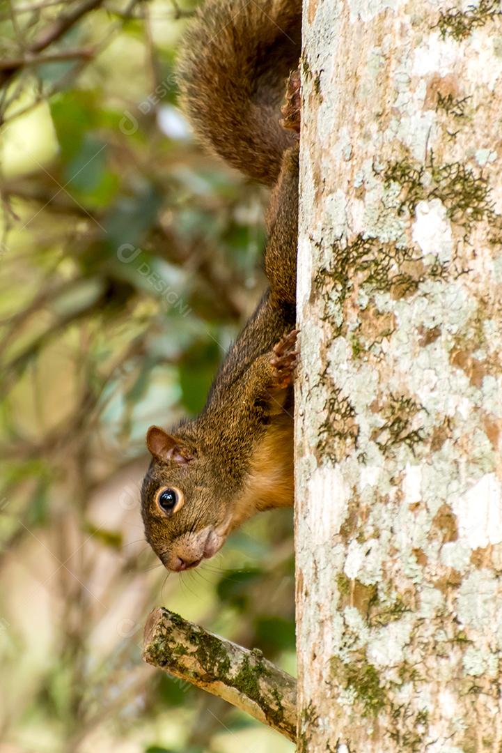 Esquilo escondido atrás de uma árvore no Brasil.