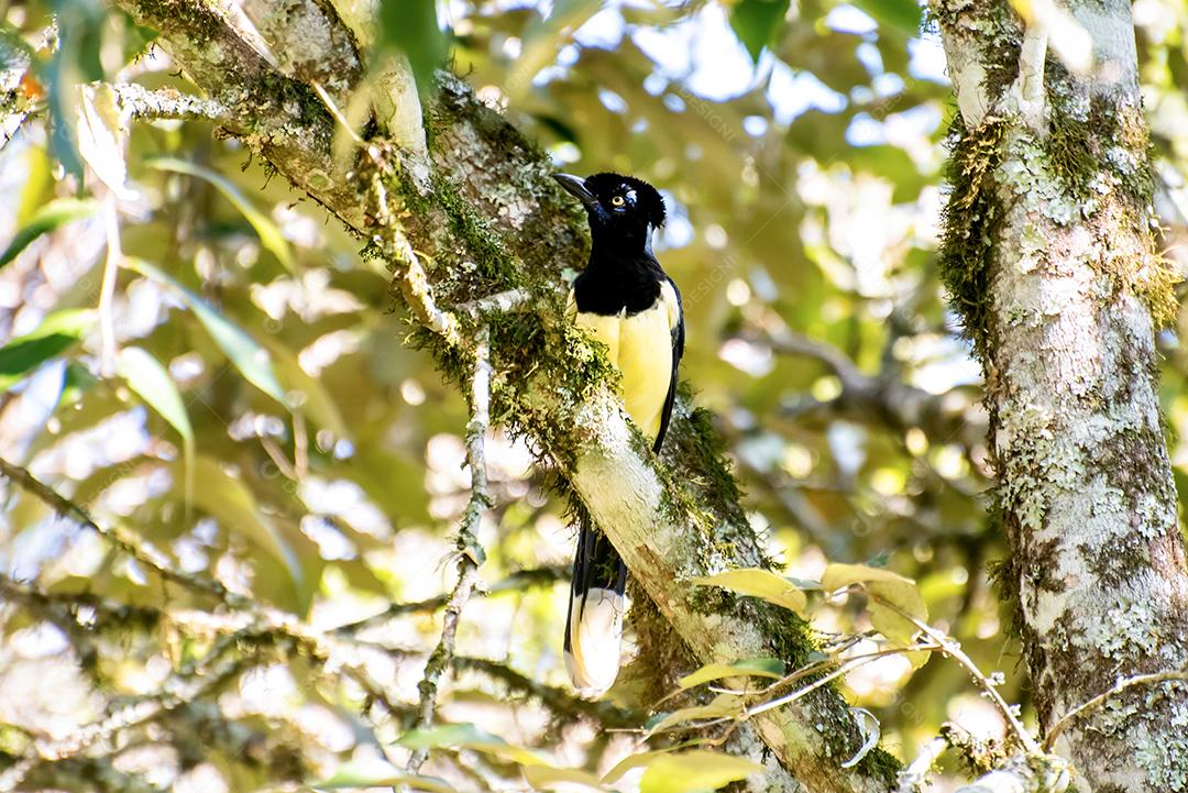 Lindo Jay de pelúcia em uma árvore no Brasil.